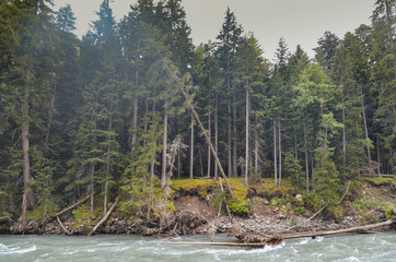 Fast mountain river against the background of a pine forest on cloudy days.