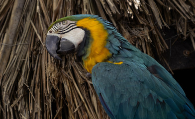 Macaw parrot - Blue and yellow, outdoors. 