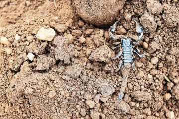 black scorpion on dirty soil ground