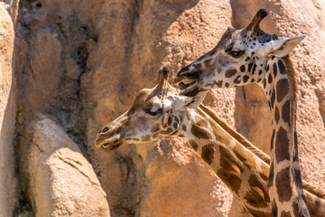 Animali