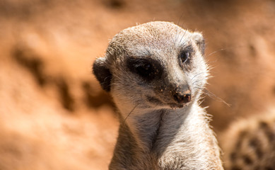 Fototapeta premium Animali
