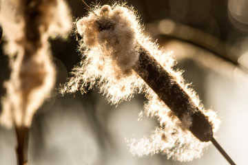 Cattail in winter at a pond in back light