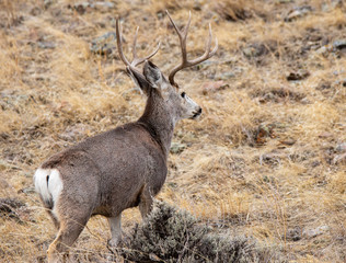 red deer in the forest