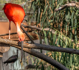 Animali