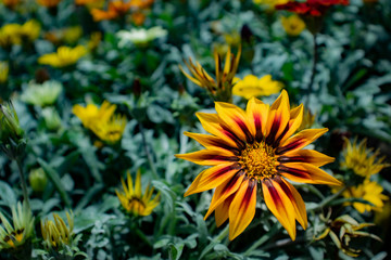 Yellow and red flowers. Gazania native to Southern Africa of the Daisy family.