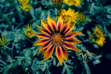 Obraz premium Yellow and red flowers. Gazania native to Southern Africa of the Daisy family.