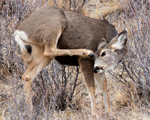 deer in the forest