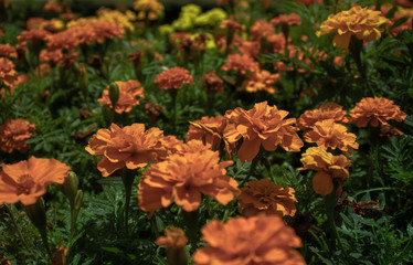 Marigold plants in bloom growing outdoors.