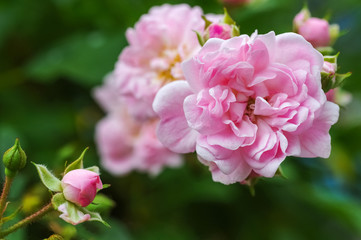 englische kleinblütige Rose