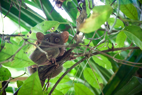 A Curious Philippine Tarsier Peeking Out of a Tree in Bohol Island