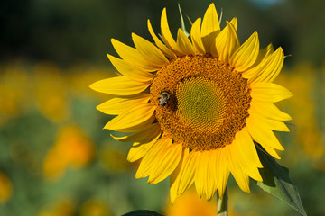 Closeup of bee collecting pollen on a sunflower