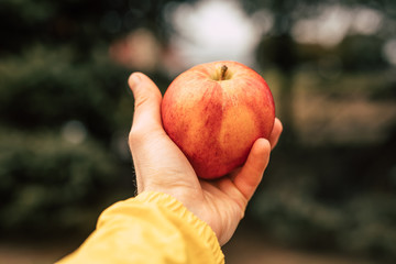 Red ripe apple in a male hand
