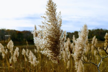Fototapeta premium long grass