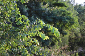 tree leaves