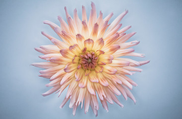 pink and yellow flower isolated on light blue background
