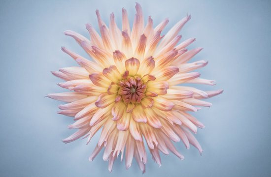 Pink And Yellow Flower Isolated On Light Blue Background