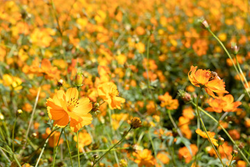 yellow cosmos flowers