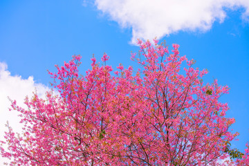 The cherry blossoms in the garden bloom beautifully in spring