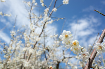 white plum blossom under blue sky