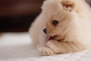 Small fluffy light brown Pomeranian puppy dog lying on white pad licking front foot in soft focus background with copy space