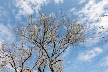 white plum blossom under blue sky