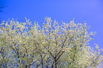 The cherry blossoms in the garden bloom beautifully in spring