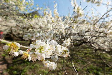white plum blossom under blue sky