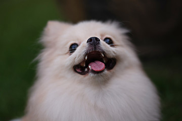 Small light brown Pomeranian dog looking up with smiling on soft focus background