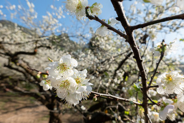 white plum blossom under blue sky