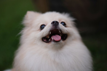 Small light brown Pomeranian dog looking up with smiling on soft focus background