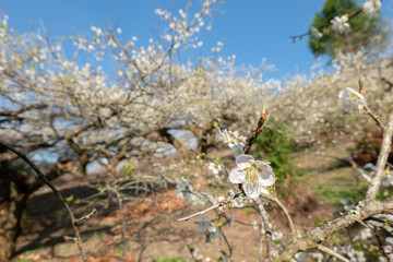 white plum blossom under blue sky