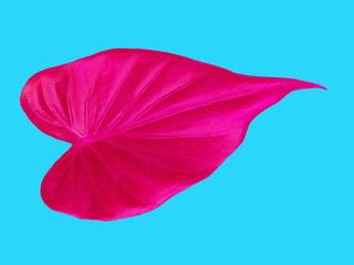 Pink leaf with heart shape on sky blue background 