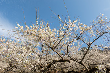 white plum blossom under blue sky