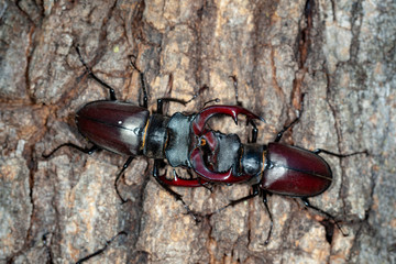 Males of the stag beetle (Lucanus cervus) fighting on a tree