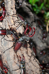 Males of the stag beetle (Lucanus cervus) fighting on a tree