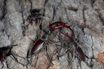 Males of the stag beetle (Lucanus cervus) fighting on a tree