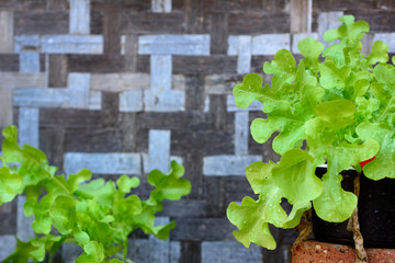 Salad vegetables planted with bamboo background
