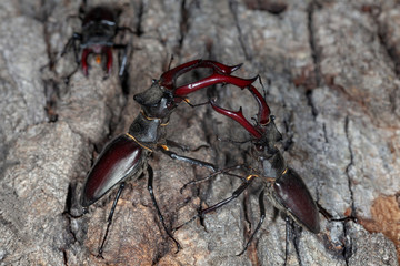 Males of the stag beetle (Lucanus cervus) fighting on a tree