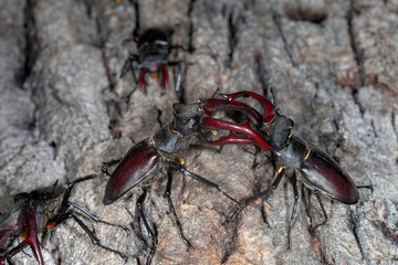 Males of the stag beetle (Lucanus cervus) fighting on a tree