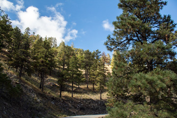 Trees on Mountains with Dirt Trail