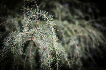 sprigs of conifer in the spring. postcard