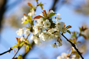 flowers of cherry tree in spring