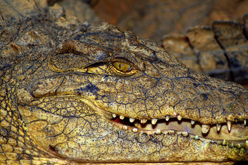 crocodile head