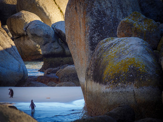 African penguin, black-footed penguin or jackass penguin (Spheniscus demersus). Cape Town. Western Cape. South Africa