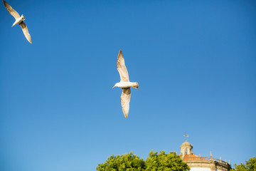 Seagulls in the blue sky above the seaside city.
