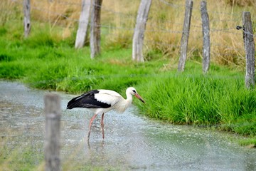 stork walking through water