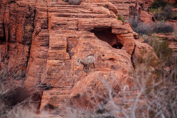 Desert rams  is going down from the rocks in Valley of fire state park in Nevada