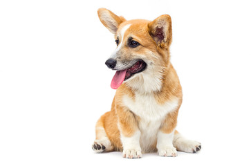 funny red welsh corgi puppy sitting and looking sideways on a white background