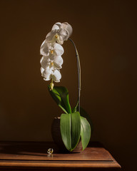 Orchidee