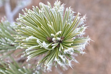 Naklejka na ściany i meble Close up of frozen pine branch in winter forest, Danube wetland, Slovakia, Europe